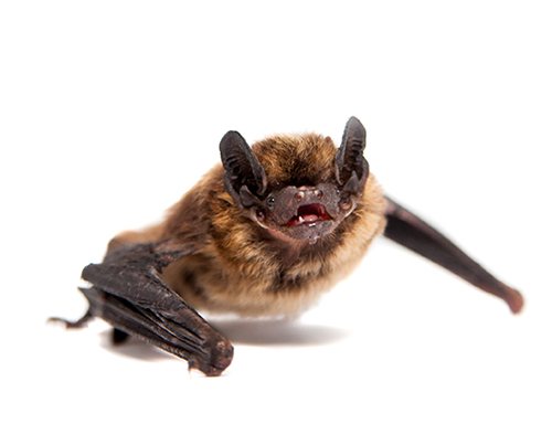 bat