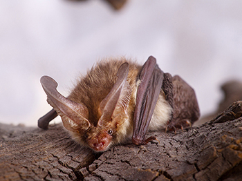 Virginia Big Eared Bat